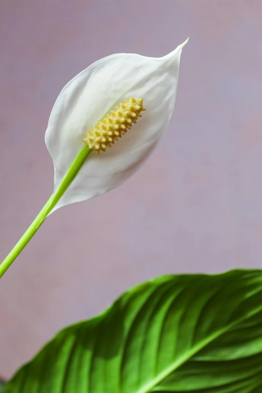 a white flower sitting on top of a green leaf, inspired by Carpoforo Tencalla, award - winning crisp details, glazed, palm, aged