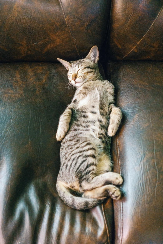 a cat laying on top of a brown leather couch, by Maeda Masao, pexels contest winner, renaissance, very perfect position, top - down photograph, focus on full - body, sleepers