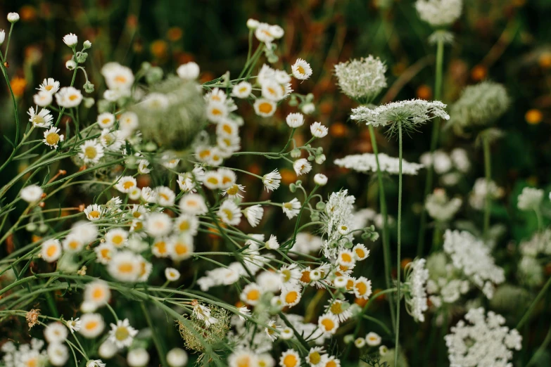 a field full of white and yellow flowers, inspired by Elsa Bleda, trending on unsplash, herbs and flowers, low detail, white, entertaining