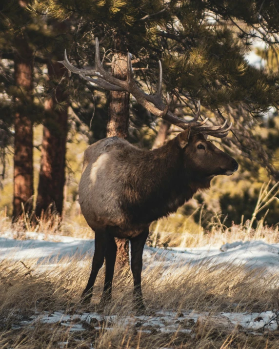 a large elk standing on top of a snow covered field, pexels contest winner, renaissance, very buff, standing on rocky ground, with a tree in the background, color photo