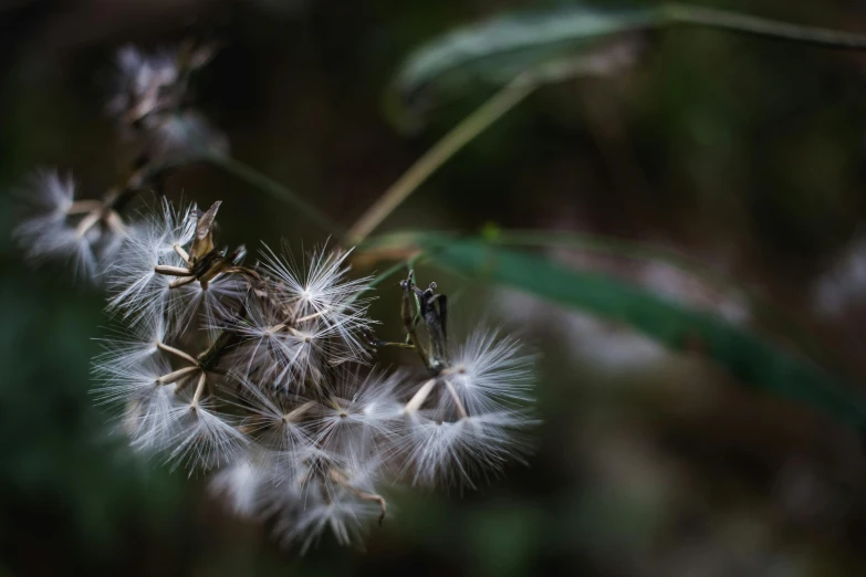 a close up of a flower with a blurry background, a macro photograph, pexels contest winner, hurufiyya, feathery fluff, dead plants and flowers, tiny insects, grey