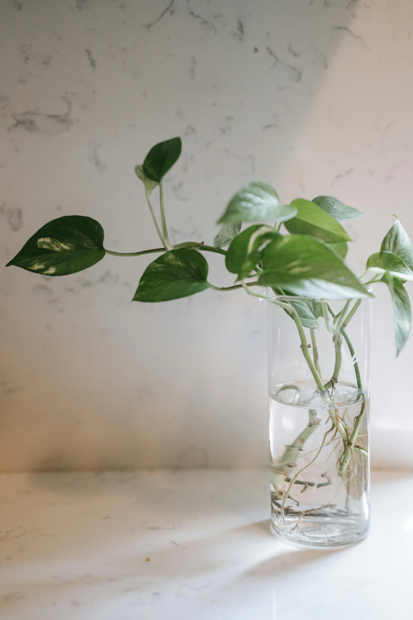 a plant in a glass vase on a table, by Kristin Nelson, trending on unsplash, photorealism, large vines, green wall, highly polished, very high angle view