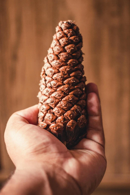 a person holding a pine cone in their hand, tall, chocolate, cone shaped, organic shape