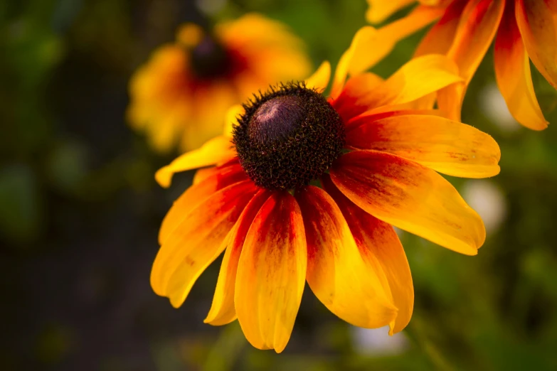 a close up of some yellow and red flowers, by David Garner, pexels contest winner, fan favorite, brown, paul barson, red yellow black