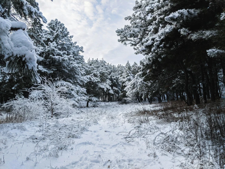 a man riding a snowboard down a snow covered slope, a photo, by Lucia Peka, unsplash contest winner, process art, forest path, panorama, ukraine. photography, snow on trees and ground