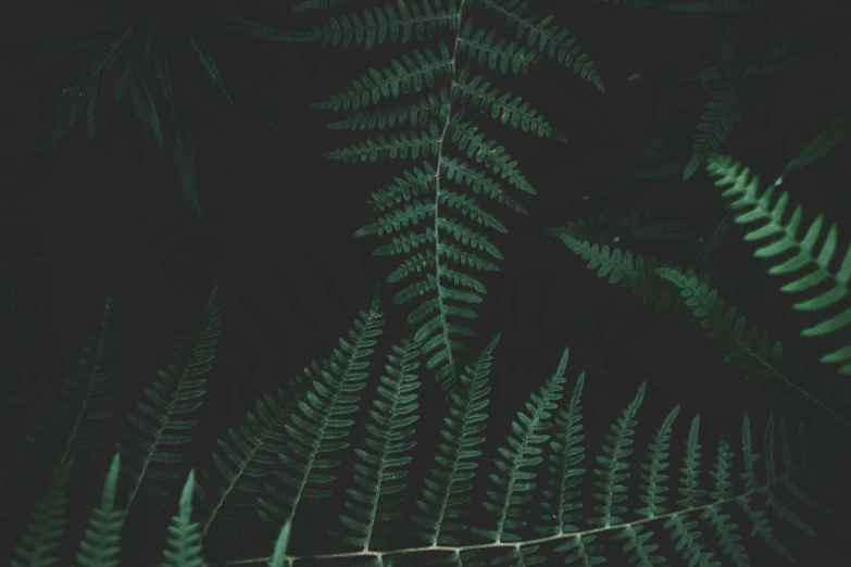 a bunch of green leaves sitting on top of a lush green forest, inspired by Elsa Bleda, pexels contest winner, hurufiyya, darkwave goth aesthetic, dried fern, nighttime, iphone wallpaper