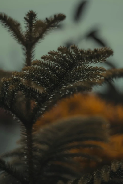 a couple of birds sitting on top of a tree, a macro photograph, inspired by Elsa Bleda, unsplash contest winner, tonalism, psychedelic fern, black and brown, swaying trees, 4 k cinematic still