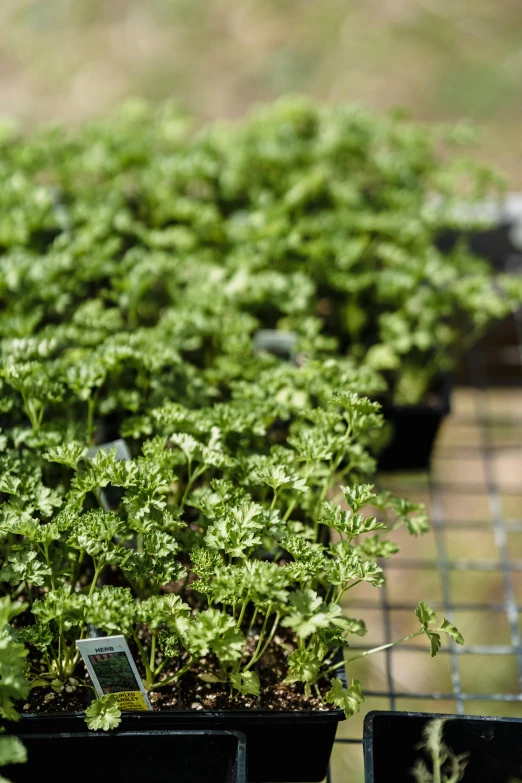 a bunch of potted plants sitting on top of a table, hurufiyya, in rows, cream of the crop, walking down, crisp and clear