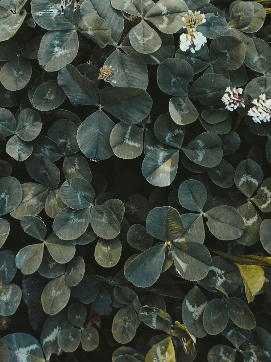 a close up of a green plant with white flowers, inspired by Elsa Bleda, trending on unsplash, dark flower pattern wallpaper, clover, gold leaves, background image