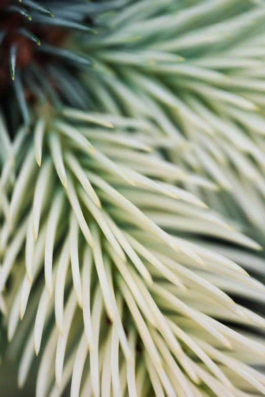 a close up of a pine tree branch, a macro photograph, inspired by Elsa Bleda, unsplash, white fringy hair, photo taken on fujifilm superia, lush foliage, silver color