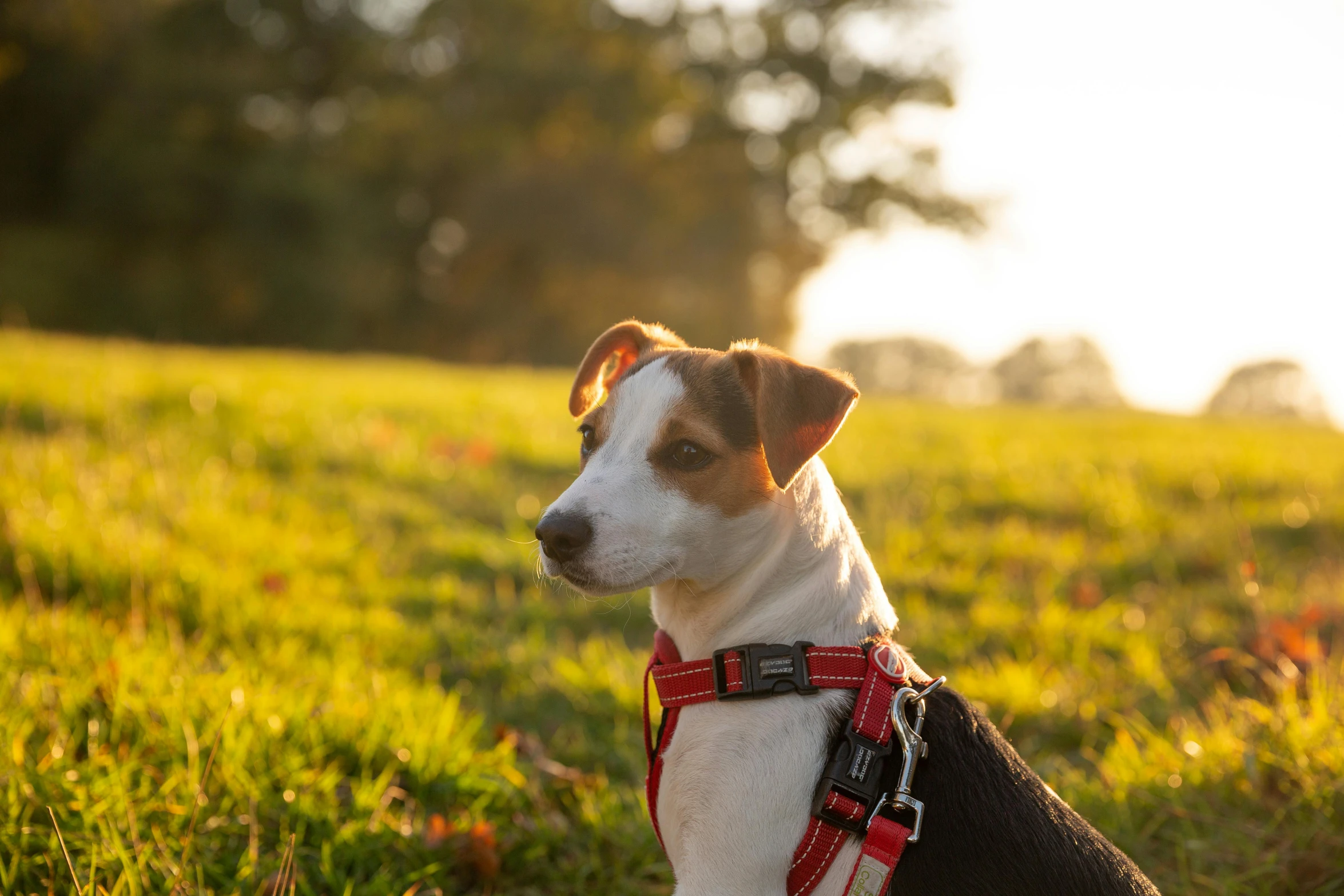 a dog that is sitting in the grass, by Emma Andijewska, pexels contest winner, glowing red, harness, jack russel terrier, sun setting