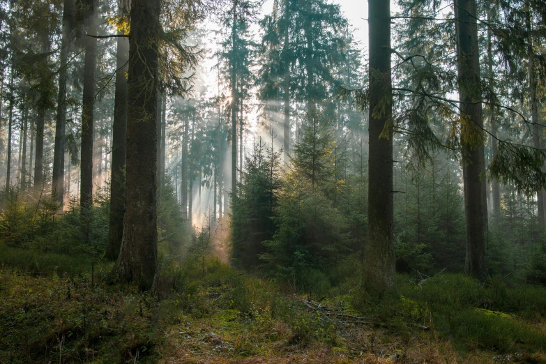 the sun is shining through the trees in the forest, by Tobias Stimmer, lpoty, fine art print, pine wood, multiple stories