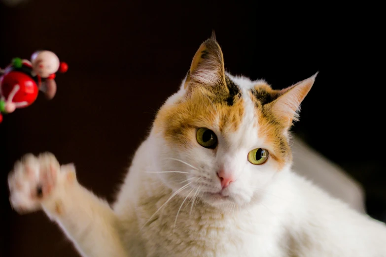 a close up of a cat playing with a toy, a portrait, by Julia Pishtar, unsplash, beautiful female white, calico, pointing at the camera, red - eyed