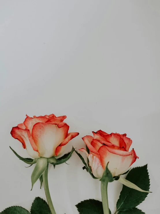 two red and white roses in a vase, a minimalist painting, by Robbie Trevino, trending on unsplash, romanticism, white background!!!!!!!!!!, floral wallpaper, pink and orange, up close