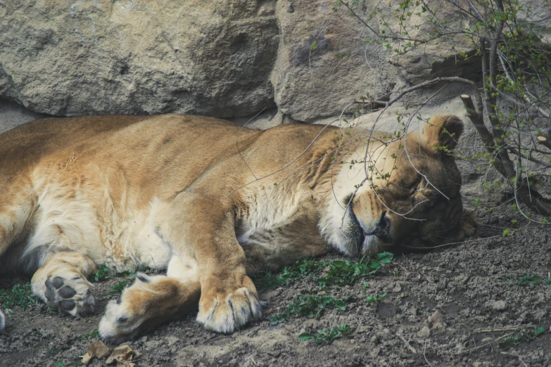 a lion that is laying down in the dirt, pexels contest winner, sleeping beauty, female gigachad, realistic »