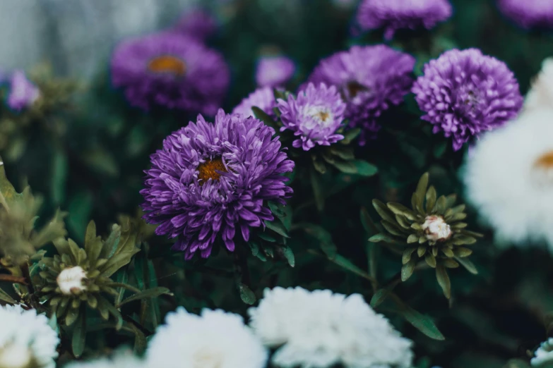 a close up of purple and white flowers, a colorized photo, pexels contest winner, lo fi colors, chrysanthemum eos-1d, various colors, teaser