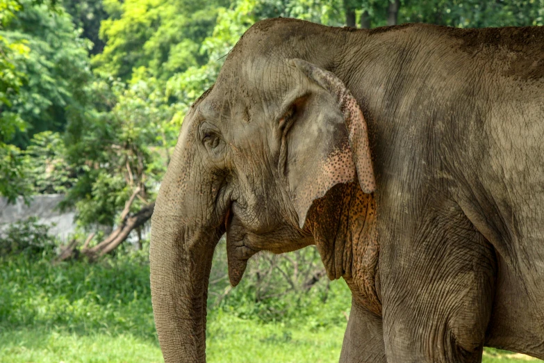 an elephant that is standing in the grass, a portrait, by Matthew Smith, pexels contest winner, sumatraism, an elderly, floppy ears, shady, indian