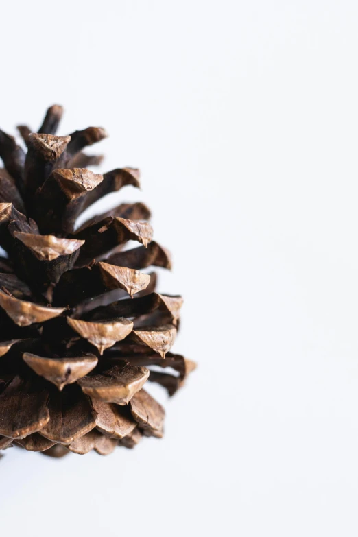 a close up of a pine cone on a white surface, an album cover, profile image, multiple stories, single color, zoomed in