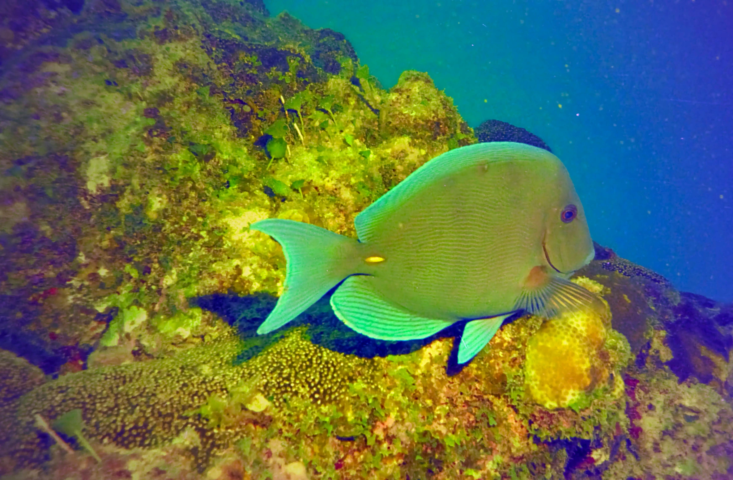 a fish that is swimming in the water, covered in coral, blue waters, posing for the camera, green eays