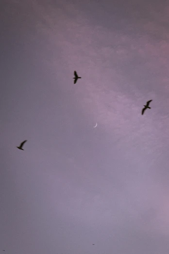 a flock of birds flying through a cloudy sky, a photo, unsplash, postminimalism, moonlit purple sky, three, swoosh, ✨🕌🌙