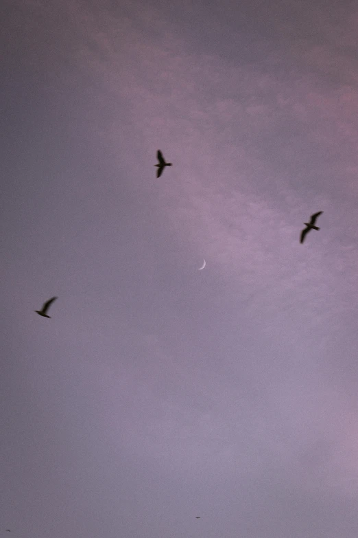 a flock of birds flying through a cloudy sky, a photo, unsplash, postminimalism, moonlit purple sky, three, swoosh, ✨🕌🌙