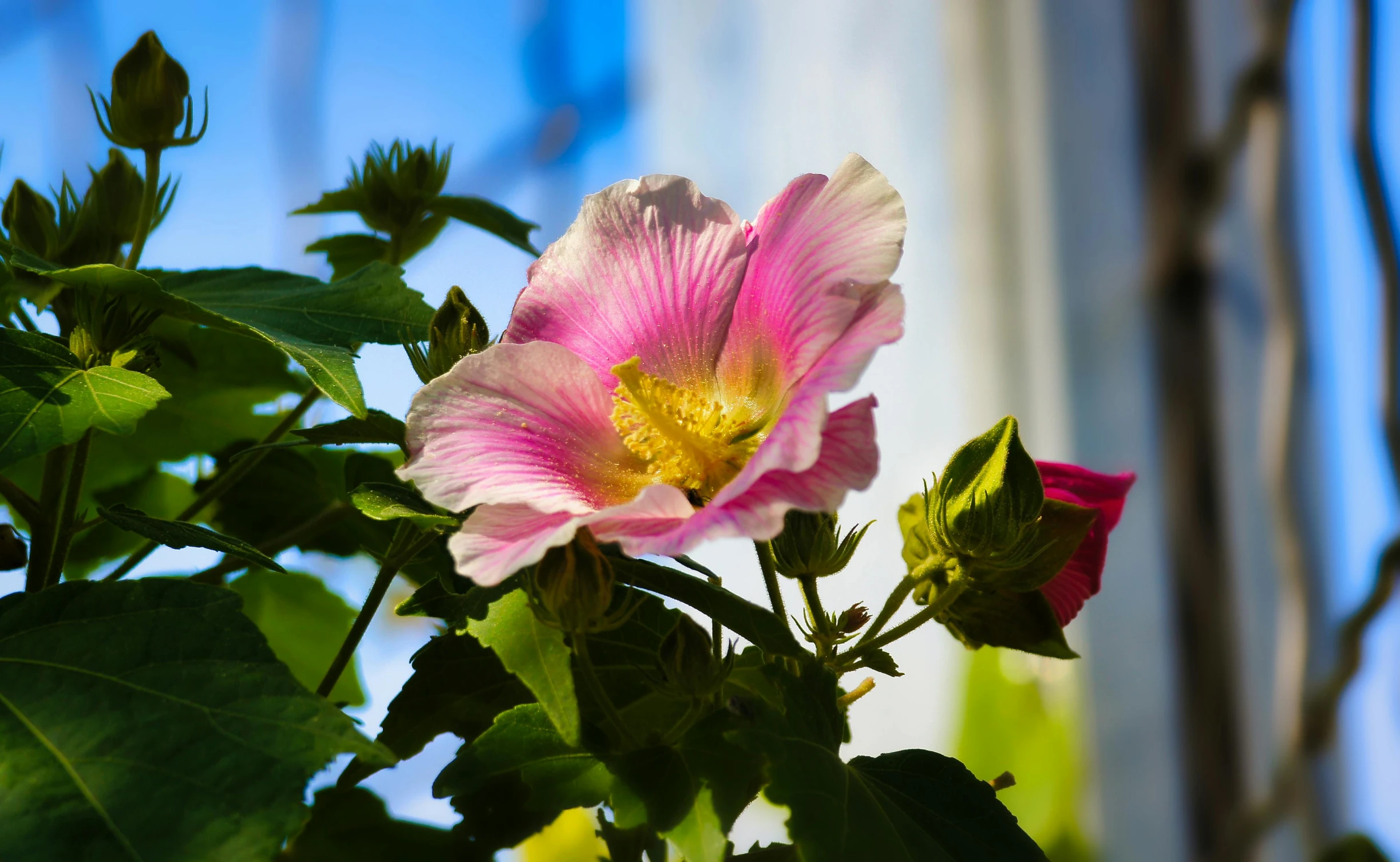 a close up of a pink flower with green leaves, a photo, unsplash, in the sun, photo of a beautiful window, hibiscus, multicoloured