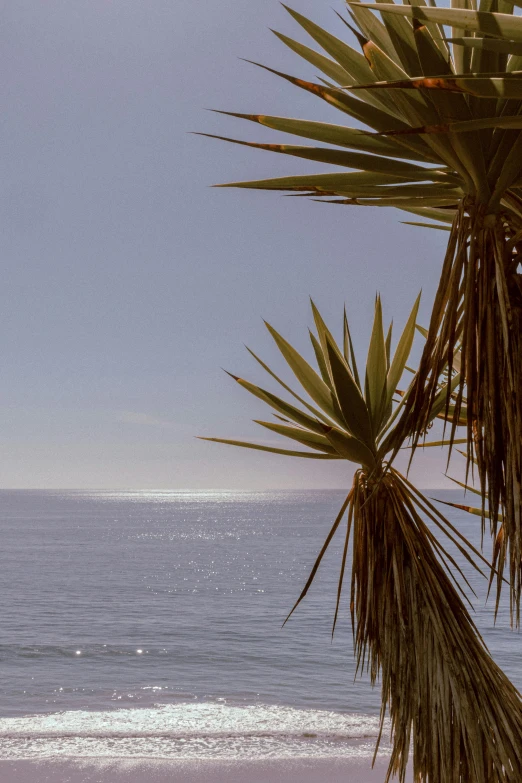 a man riding a surfboard on top of a sandy beach, a palm tree, marbella landscape, viewed from very far away, two suns