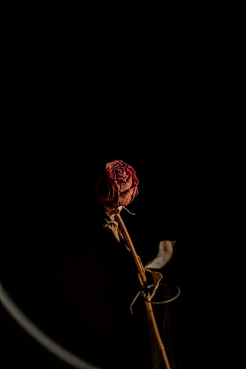 a single rose sitting in a vase on a table, an album cover, inspired by Elsa Bleda, pexels, thorns and vines. detailed, dried flower, (night), modeled