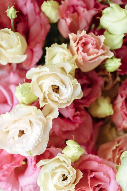 a close up of a bunch of pink and white flowers, award-winning crisp details”, creamy, rose petals, battered