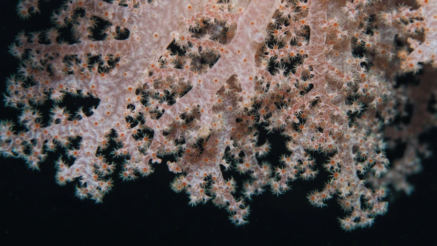 a close up of a piece of coral on a black background, trending on unsplash, under a sea of stars, panels, limbs, album