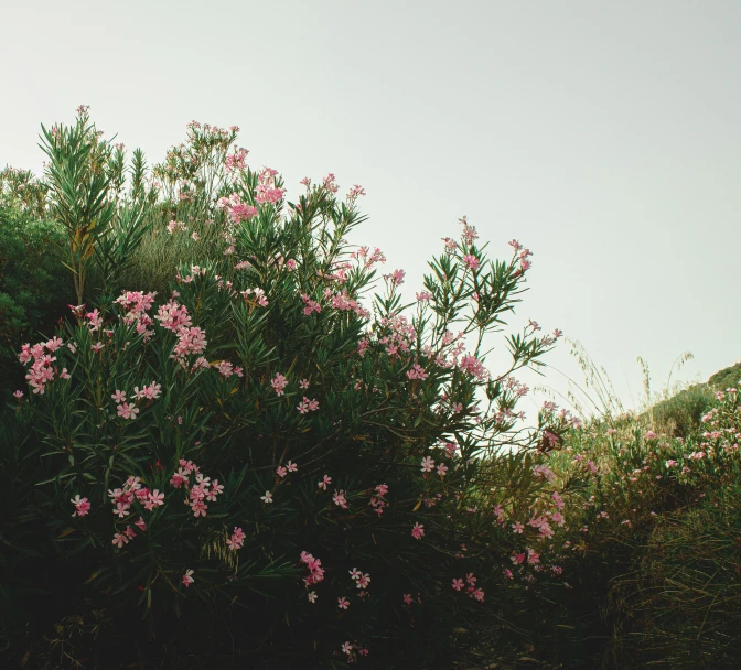 a bush of pink flowers on the side of a road, unsplash, renaissance, near the beach, manuka, alessio albi, green and pink