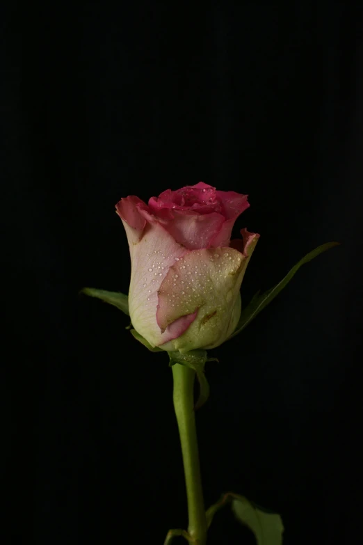 a single pink rose on a black background, a picture, pexels, ((still life)), front side view full sheet, tears, various posed