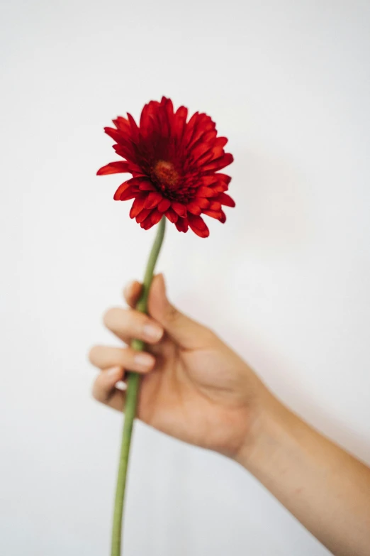 a hand holding a red flower against a white wall, tall, ari aster, compassion, chrysanthemum