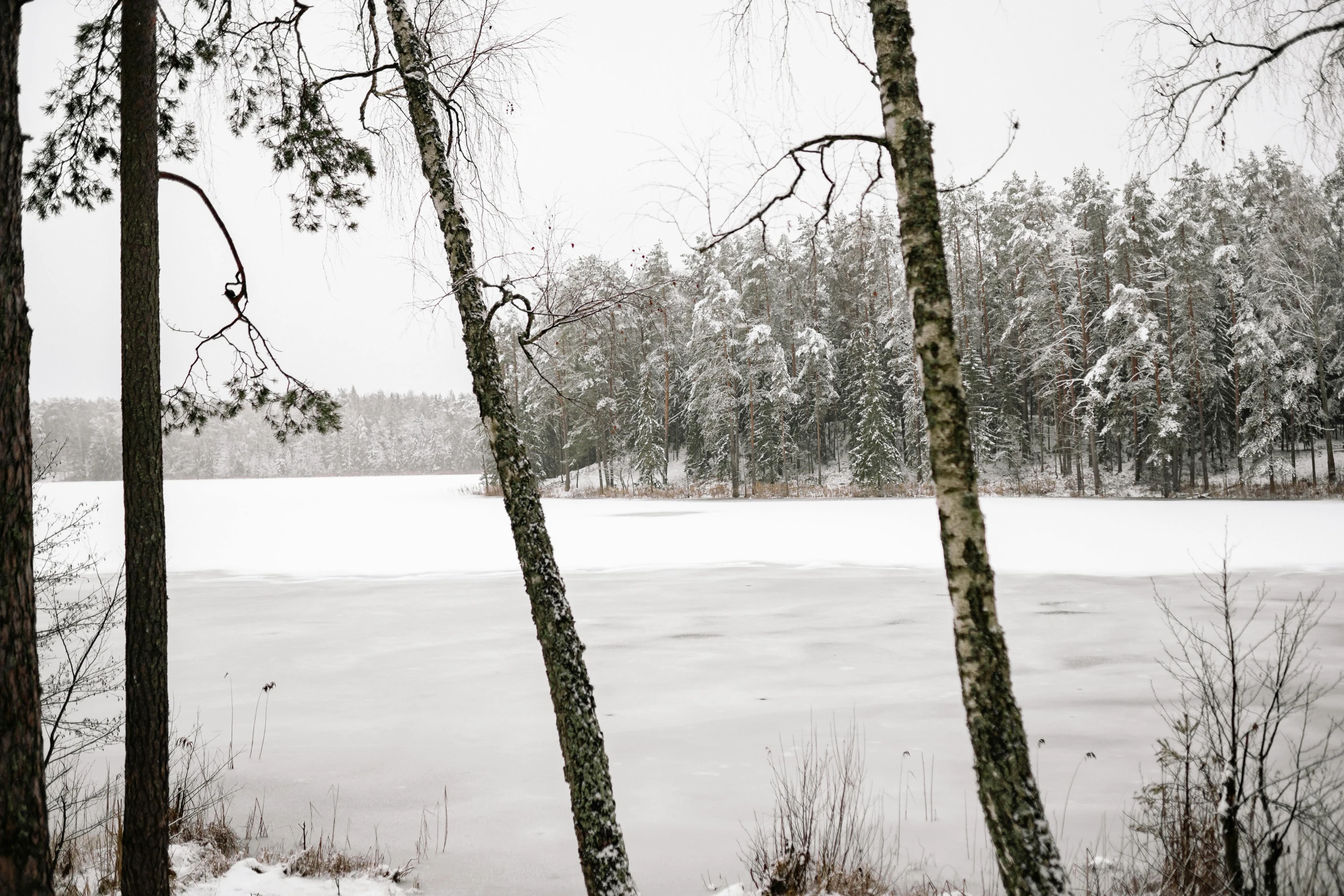 a couple of trees that are standing in the snow, a picture, inspired by Eero Järnefelt, pexels contest winner, hurufiyya, overcast lake, ready to eat, historical photo, white