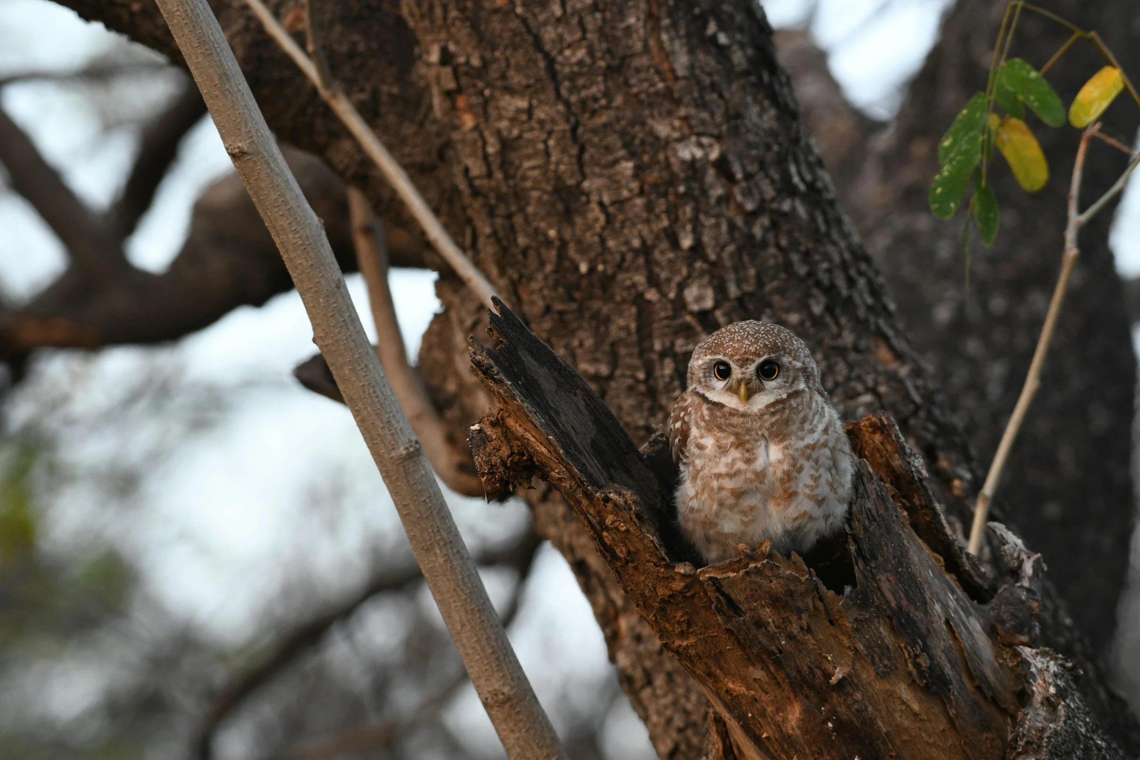 a small owl sitting on top of a tree branch, by Gwen Barnard, pexels contest winner, hurufiyya, roaming the colony, well preserved, predawn, next to a tree