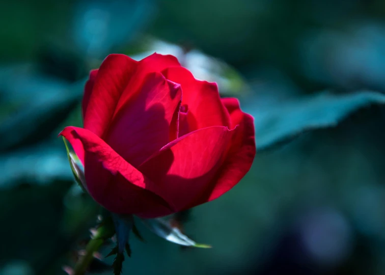 a close up of a red rose on a plant, by Reuben Tam, pexels contest winner, paul barson, blue, morning light, various posed