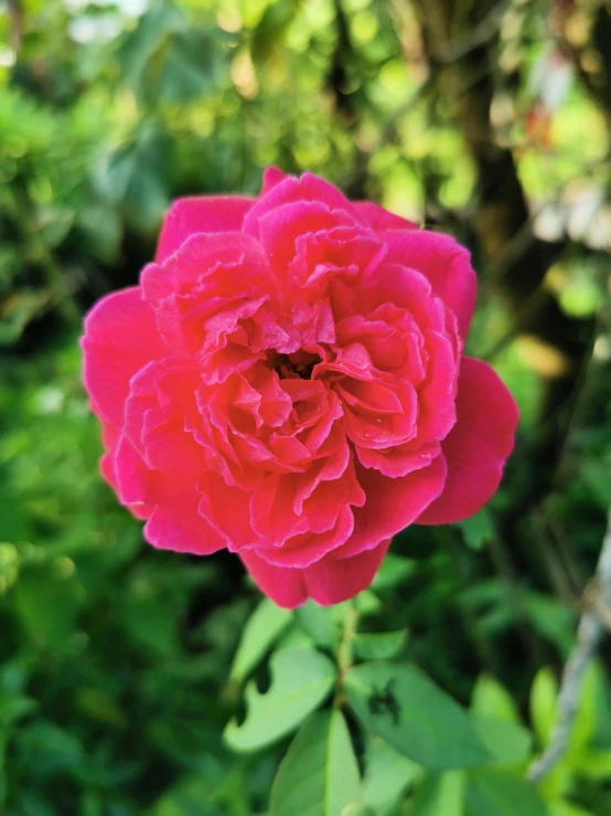 a close up of a flower on a plant, red roses at the top, rich deep pink, looking towards the camera, lush surroundings