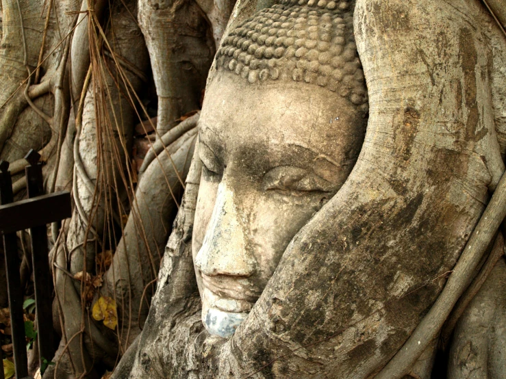 a close up of a statue with a tree in the background, inspired by Steve McCurry, unsplash, concrete art, thai architecture, covered with roots, ancient”, anthropology photo”