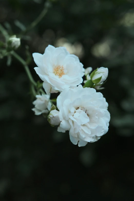 a close up of a bunch of white flowers, inspired by Nell Dorr, unsplash, melanchonic rose soft light, late summer evening, loosely cropped, slide show