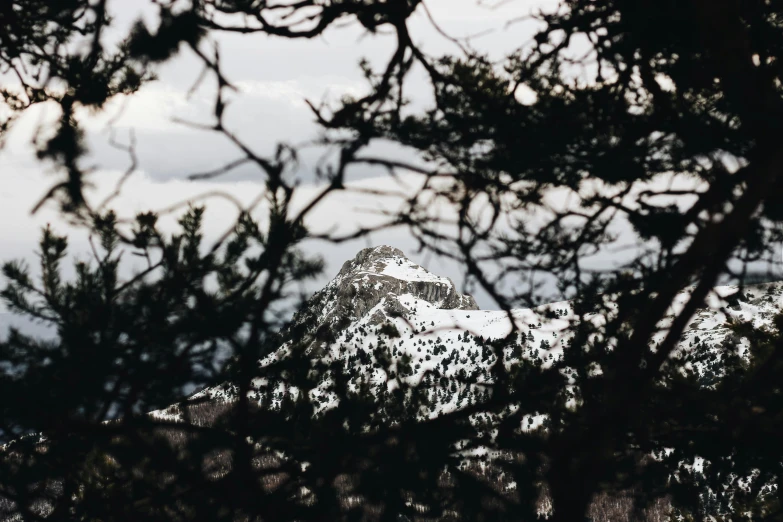 a snow covered mountain seen through the branches of a tree, a black and white photo, unsplash contest winner, vsco film grain, colour photo, sweaty mountain, intricate sharp focus