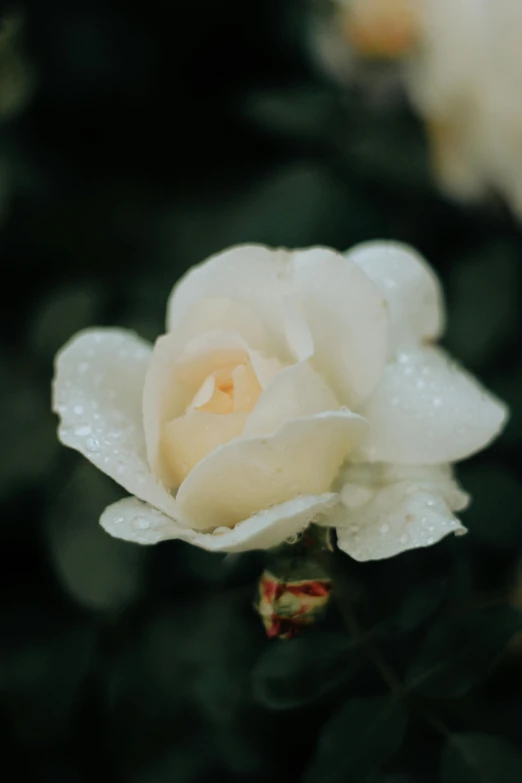 a white rose with water droplets on it, unsplash, slide show, professionally color graded, made of glazed, 1 6 x 1 6