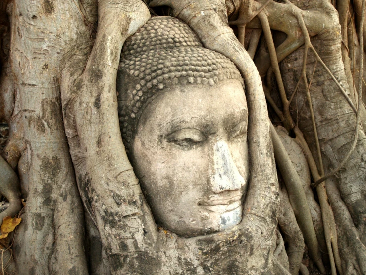 a buddha head in the roots of a tree, a statue, unsplash, renaissance, wrapped in vines, marble carving, 2 0 0 0's photo, ancient”