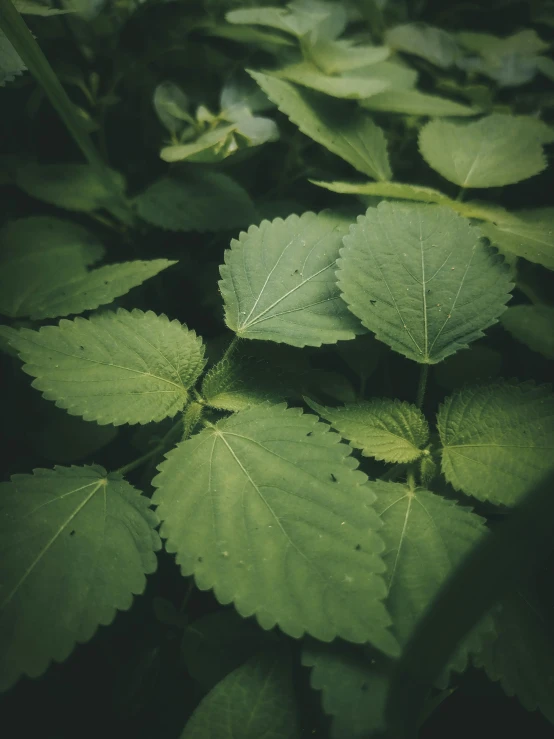 a close up of a plant with green leaves