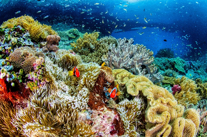 a group of fish swimming on top of a coral reef, by Dietmar Damerau, pexels contest winner, sumatraism, panoramic shot, fan favorite, anemones, conde nast traveler photo