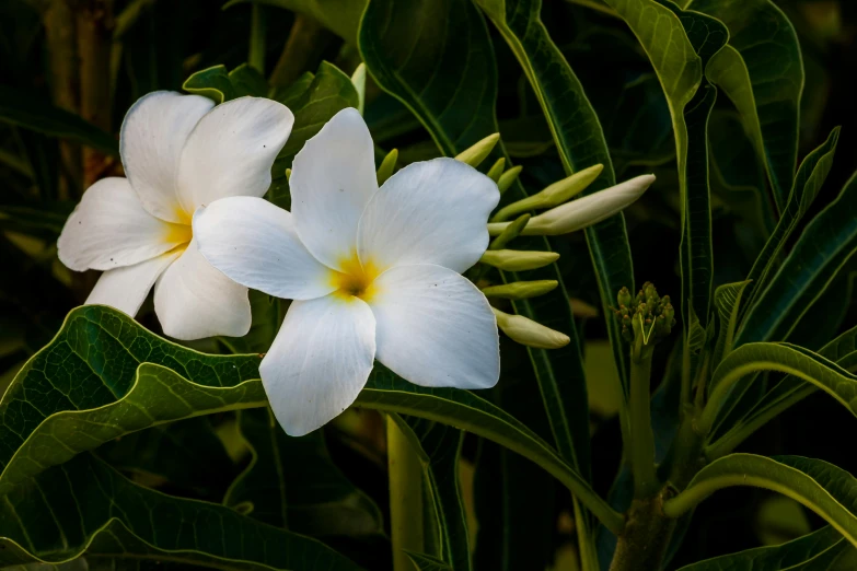 a couple of white flowers sitting on top of a lush green field, tropical houseplants, slide show, multicoloured, lpoty