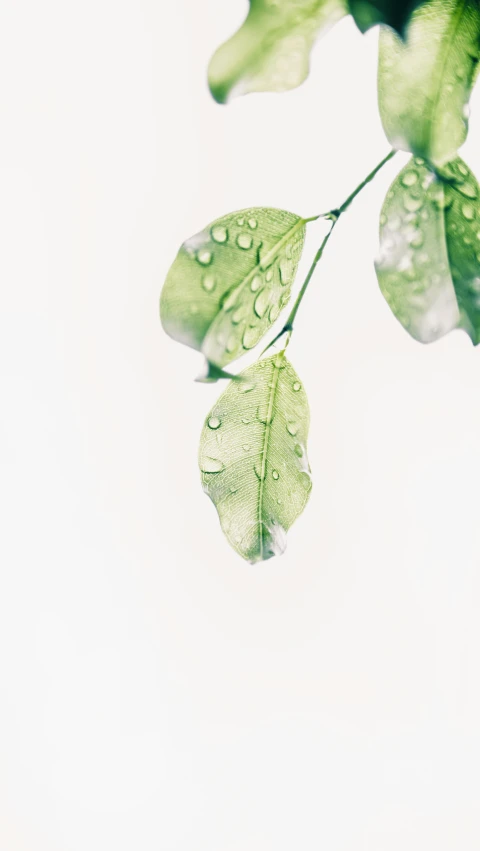 a close up of a plant with water droplets on it, an album cover, trending on unsplash, minimalism, high key detailed, 15081959 21121991 01012000 4k, made of leaves, high-quality photo