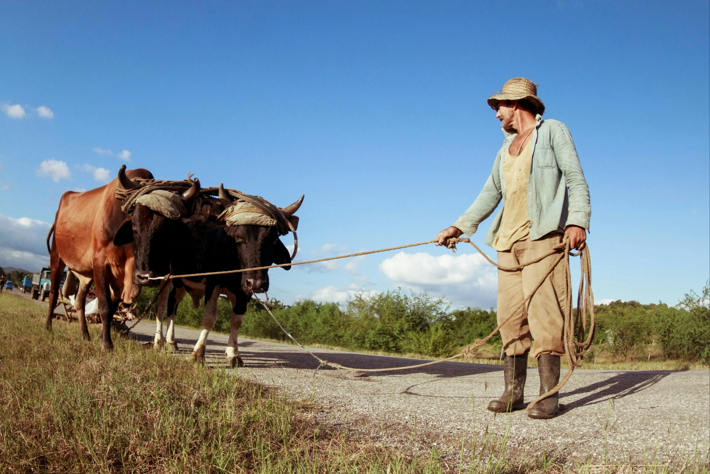 a man leading two oxen down a dirt road, by Joe Stefanelli, pexels contest winner, renaissance, cuban setting, still image from tv series, wearing a straw hat and overalls, avatar image