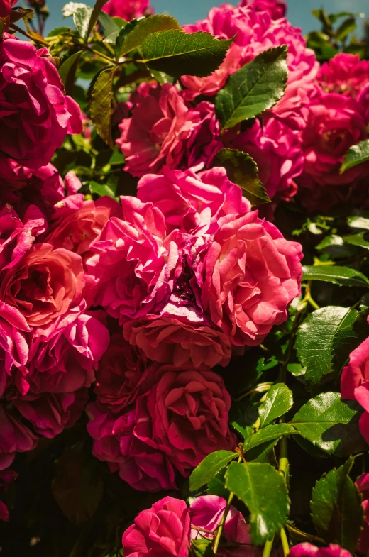 a bush of pink roses against a blue sky, a digital rendering, unsplash, vibrant rich deep color, close up front view, reds), like a catalog photograph