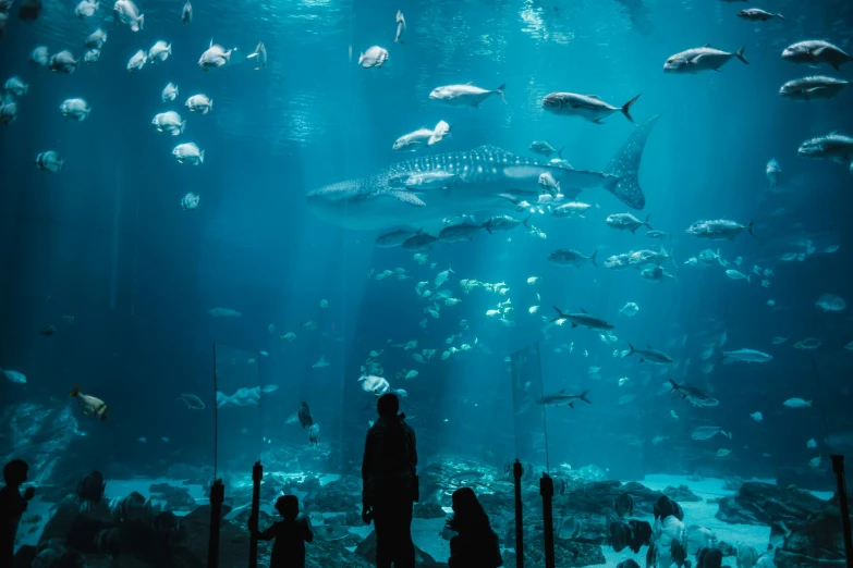 a group of people standing in front of a large aquarium, by Daniel Seghers, pexels contest winner, hurufiyya, blue ocean, thumbnail, multiple stories, full shot photograph