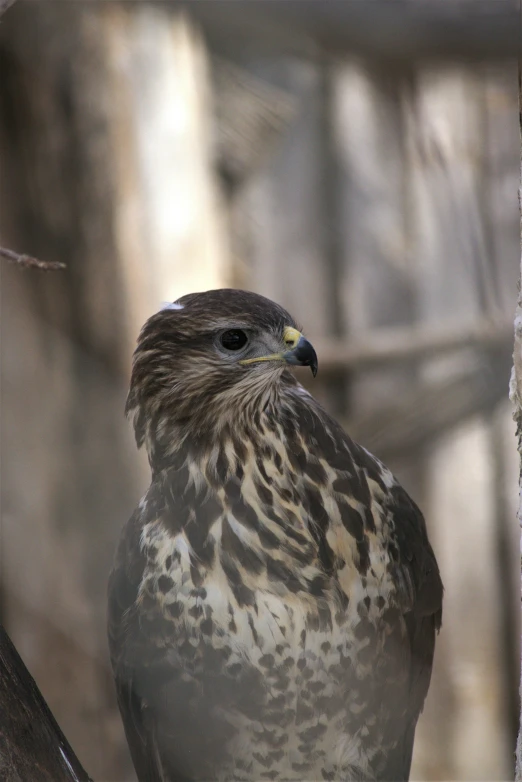 a bird sitting on top of a tree branch, a portrait, pexels contest winner, hurufiyya, hawk, aboriginal, mid 2 0's female, taken in zoo